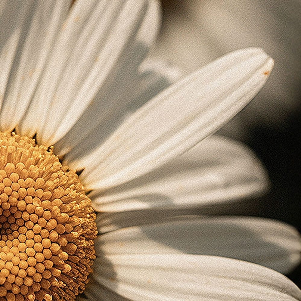 Radiant Renewal Body Balm